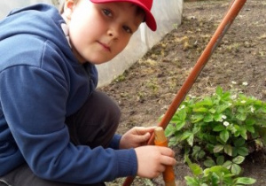Kuba sadzi sadzonkę truskawki